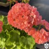 Pelargonium 'Vina' - Pelargoon 'Vina' P9/0,55L